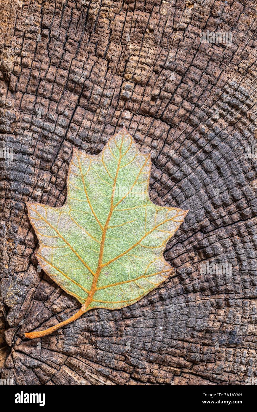 Colorazione autunnale sulla foglia Foto Stock
