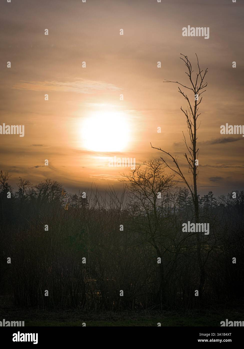 Atmosfera serale con alberi e cespugli, sole dietro le nuvole Foto Stock