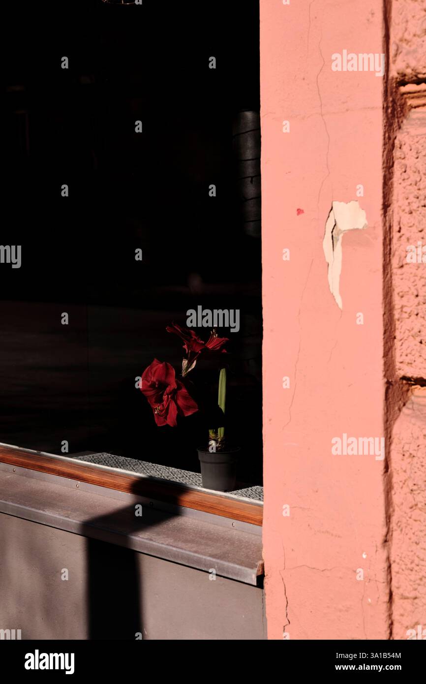 Fiori nella vetrina di un negozio. Il sole è basso e proietta ombre dure Foto Stock