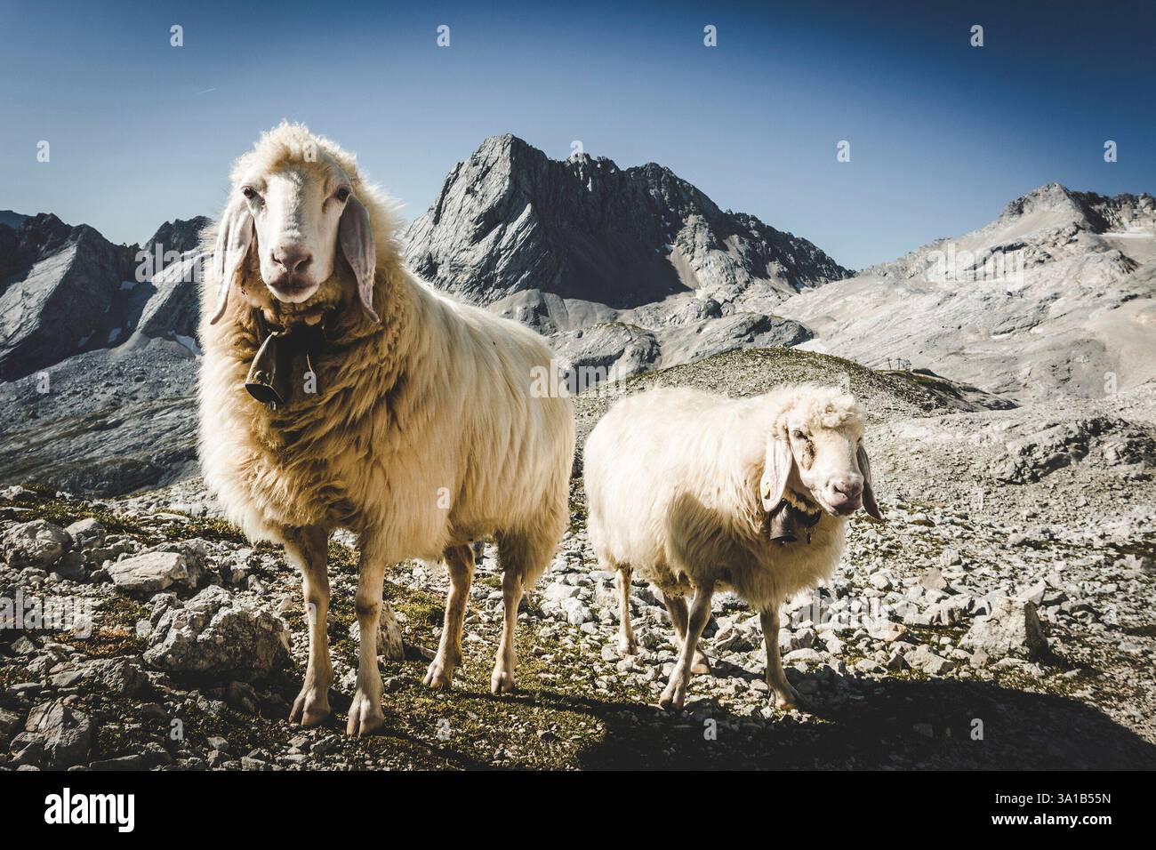 Due pecore soffici con una campana intorno al collo guardano direttamente lo spettatore nel mondo montano delle Alpi intorno allo Zugspitze. Foto Stock