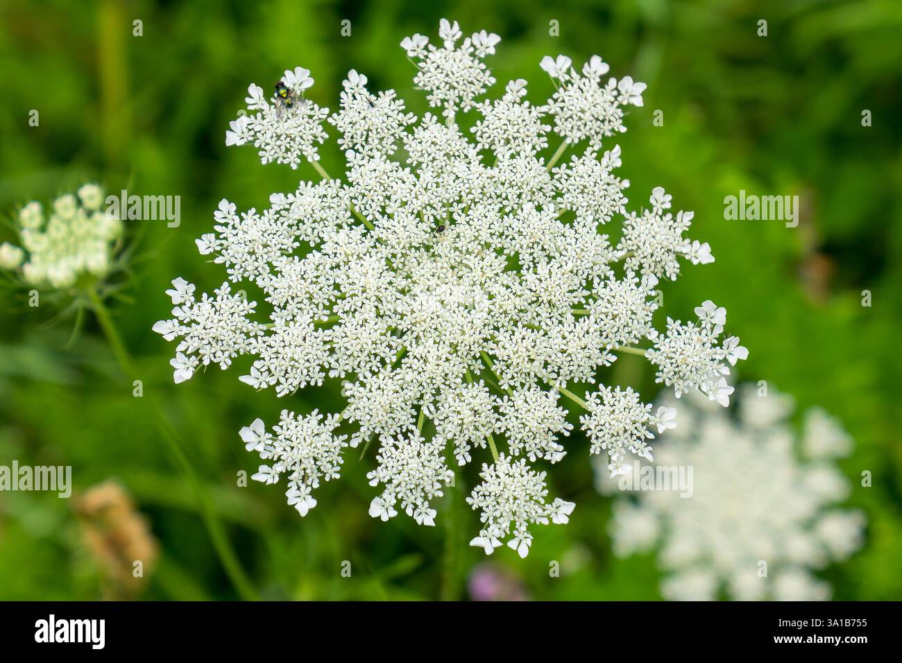 Umbel fiore della carota selvatica. La carota selvatica (Daucus carota subsp. Carota) è una sottospecie della carota (Daucus carota) e un genitore della famosa carota vegetale (Daucus carota subsp. sativa). Foto Stock
