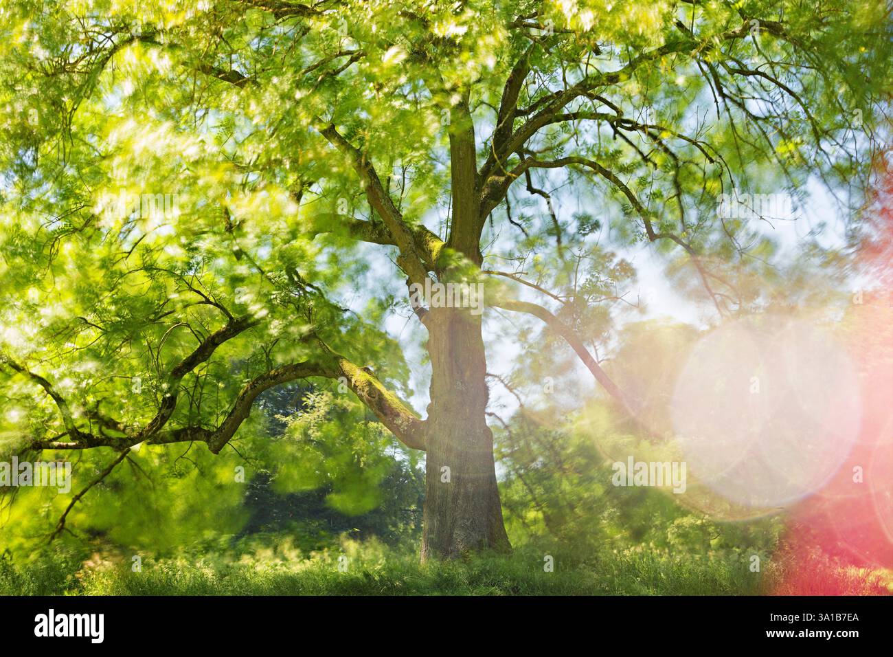 Europa, Germania, Renania settentrionale-Vestfalia, Renania, Colonia, Junkersdorf, foresta cittadina, albero, frassino, autoportante, aperto, verde, fresco, estate, luce del sole, radiante, positivo, sperimentale, esposizione lunga, vento, movimento, foglie, sfocatura, riflesso delle lenti, riflesso del sole, nessuna persona Foto Stock