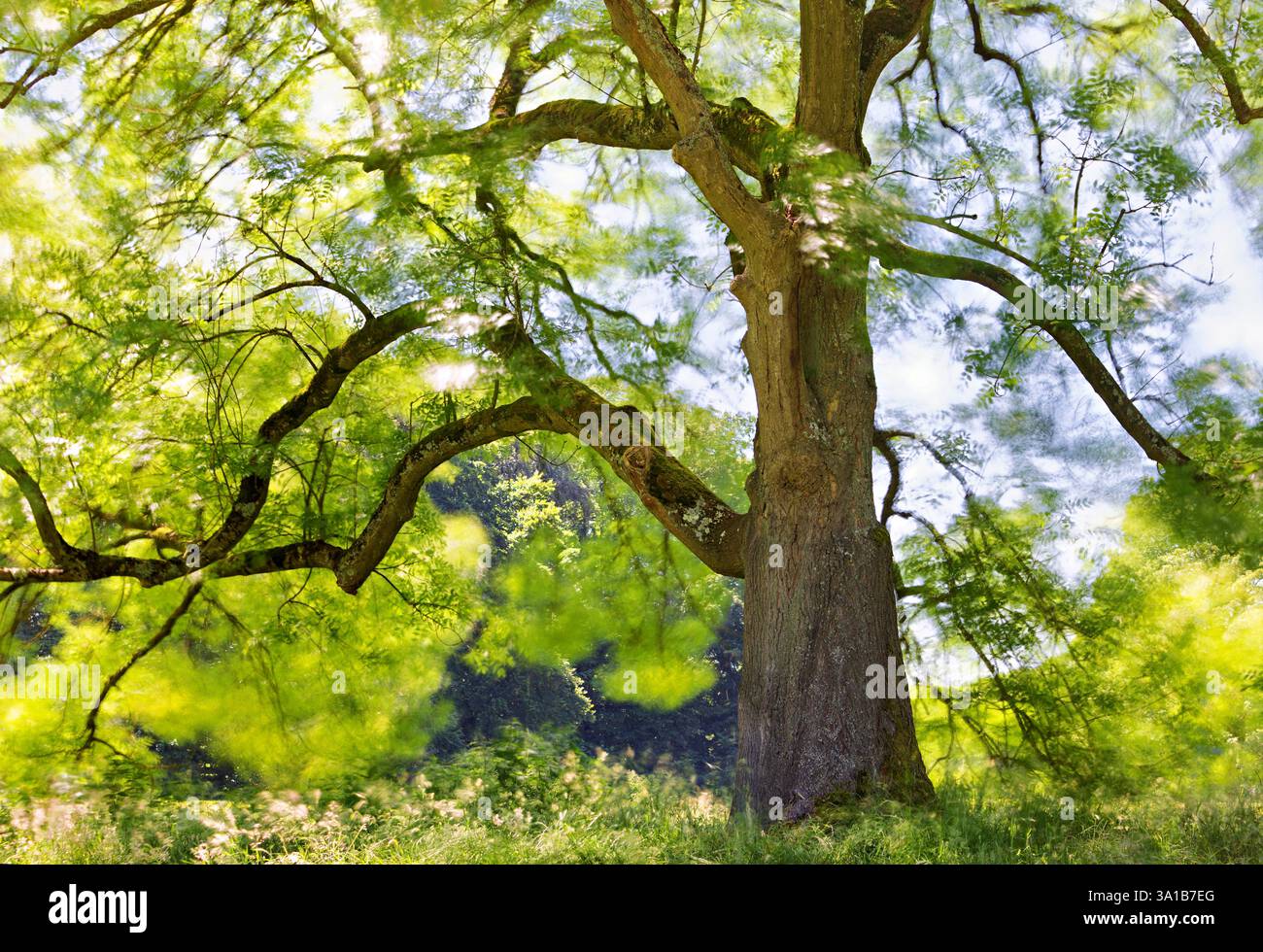 Europa, Germania, Renania settentrionale-Vestfalia, Renania, Colonia, Junkersdorf, foresta cittadina, albero, frassino, autoportante, aperto, verde, fresco, estate, luce del sole, radiante, positivo, sperimentale, esposizione lunga, vento, movimento, foglie, offuscate, nessuna persona Foto Stock