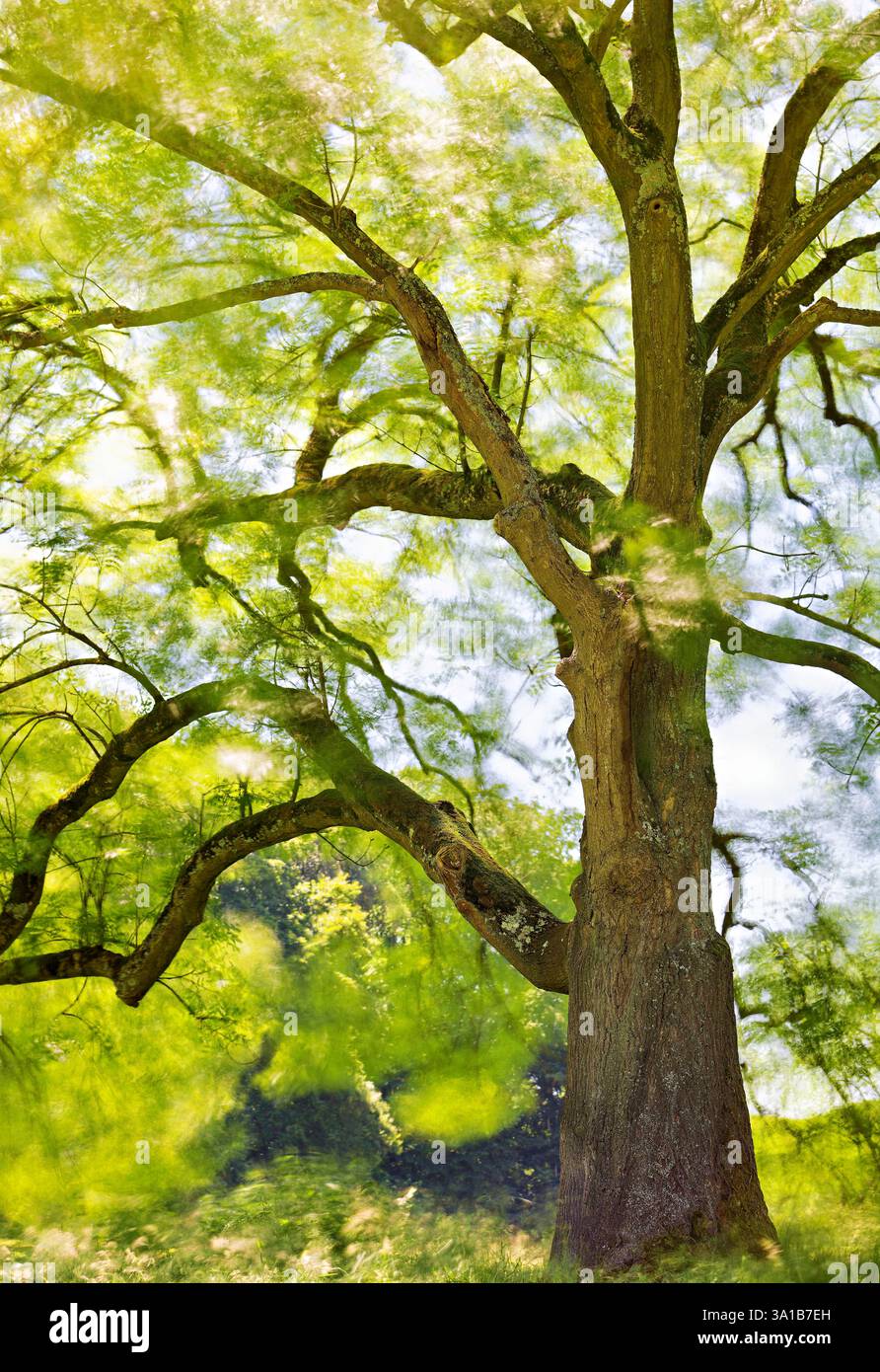 Europa, Germania, Renania settentrionale-Vestfalia, Renania, Colonia, Junkersdorf, foresta cittadina, albero, frassino, autoportante, aperto, verde, fresco, estate, luce del sole, radiante, positivo, sperimentale, esposizione lunga, vento, movimento, foglie, offuscate, nessuna persona Foto Stock