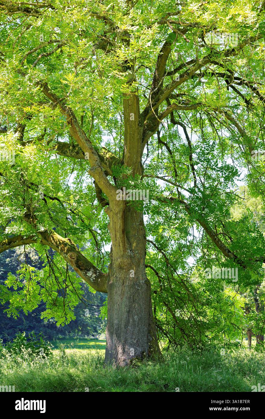 Europa, Germania, Renania settentrionale-Vestfalia, Renania, Colonia, Junkersdorf, foresta cittadina, albero, frassino, autoportante, aperto, verde, fresco, estate, luce del sole, radiosa, positiva, nessuna persona Foto Stock
