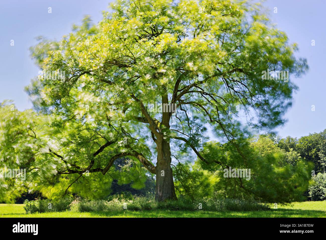 Europa, Germania, Renania settentrionale-Vestfalia, Renania, Colonia, Junkersdorf, foresta cittadina, albero, frassino, autoportante, aperto, verde, fresco, estate, luce del sole, radiante, positivo, sperimentale, esposizione lunga, vento, movimento, foglie, offuscate, nessuna persona Foto Stock