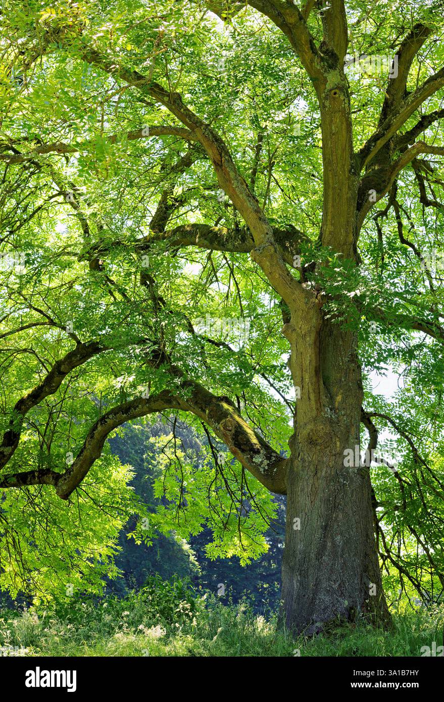 Europa, Germania, Renania settentrionale-Vestfalia, Renania, Colonia, Junkersdorf, foresta cittadina, albero, frassino, autoportante, aperto, verde, fresco, estate, luce del sole, radiosa, positiva, nessuna persona Foto Stock