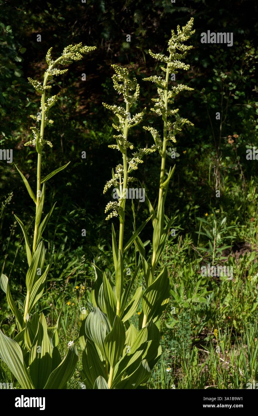 Giglio di mais della California (Veratrum californicum che cresce in una foresta vicino a Telluride, Colorado Foto Stock