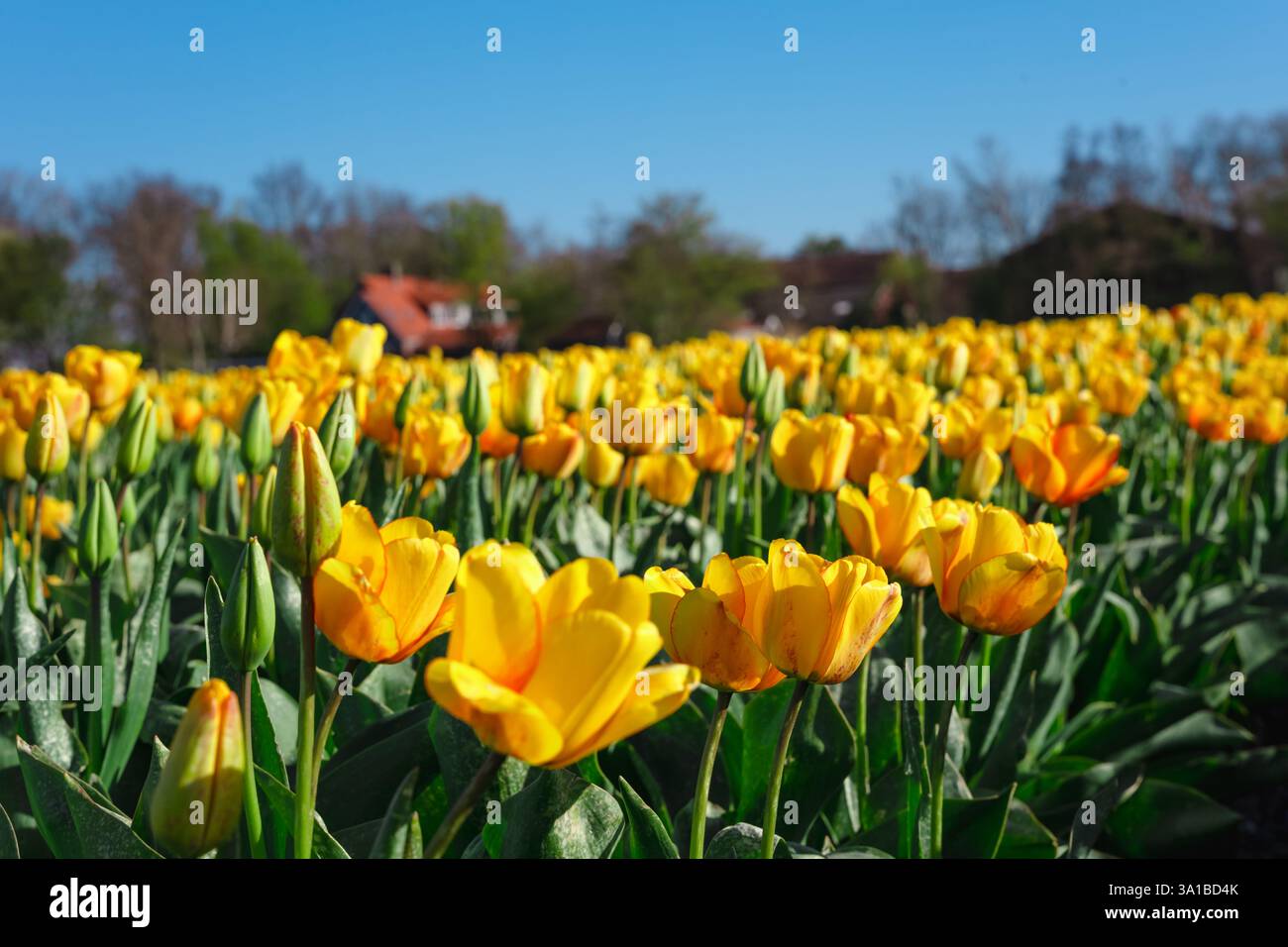 Un campo di tulipani gialli fiorisce, petali che si aprono sotto la luce del sole, ondeggiando dolcemente nel vento vicino a una casa rurale. Foto Stock