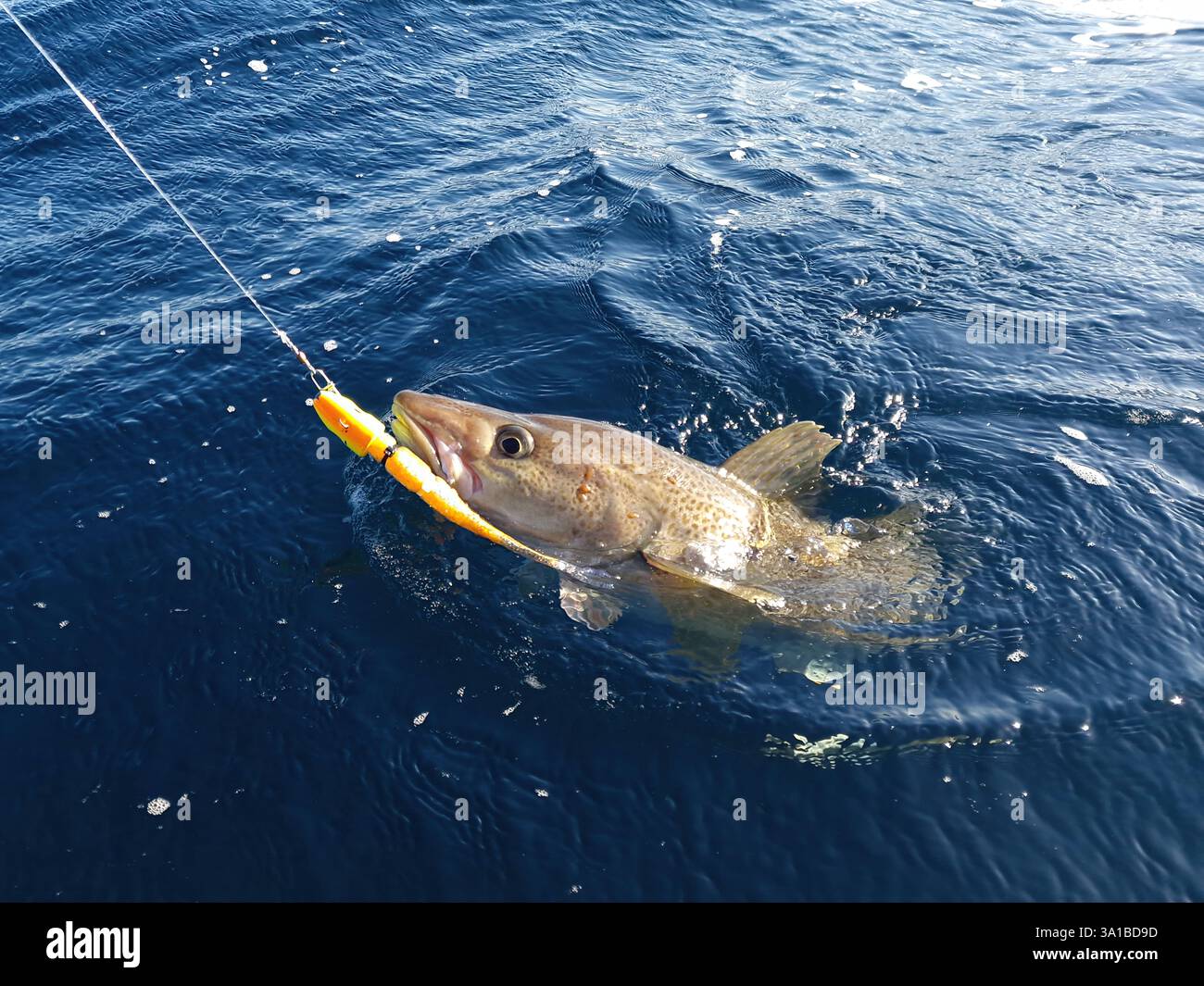 Sagoma Di Calamaro Calamari Isolati Su Sfondo Bianco | Vettore Premium - Foto 4