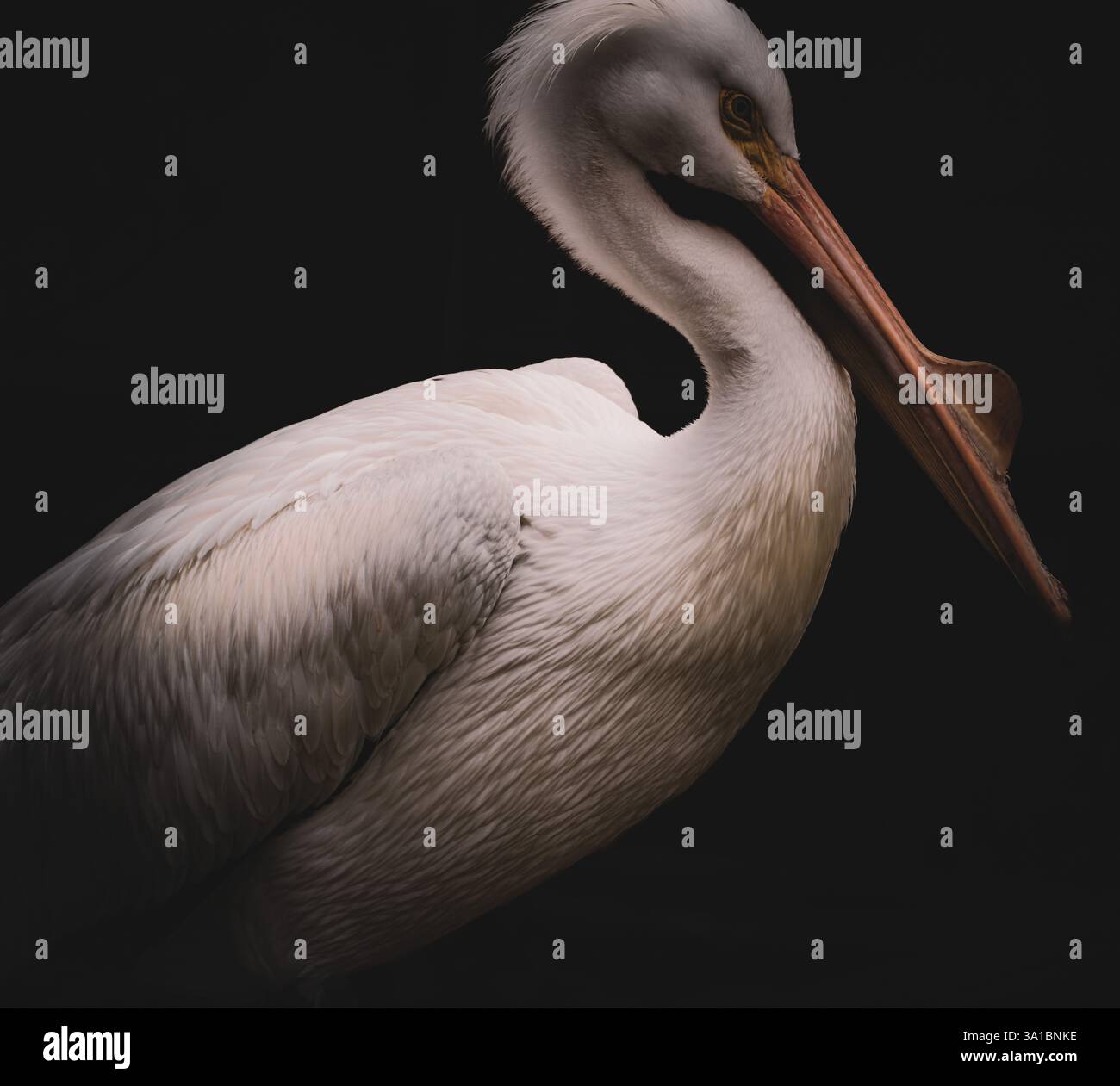 Pellicano bianco americano pellicano bianco americano, uccelli, uccelli acquatici, zone umide, natura, fauna selvatica, piume, becco grande, maestoso, volare, nuoto, lago, po Foto Stock