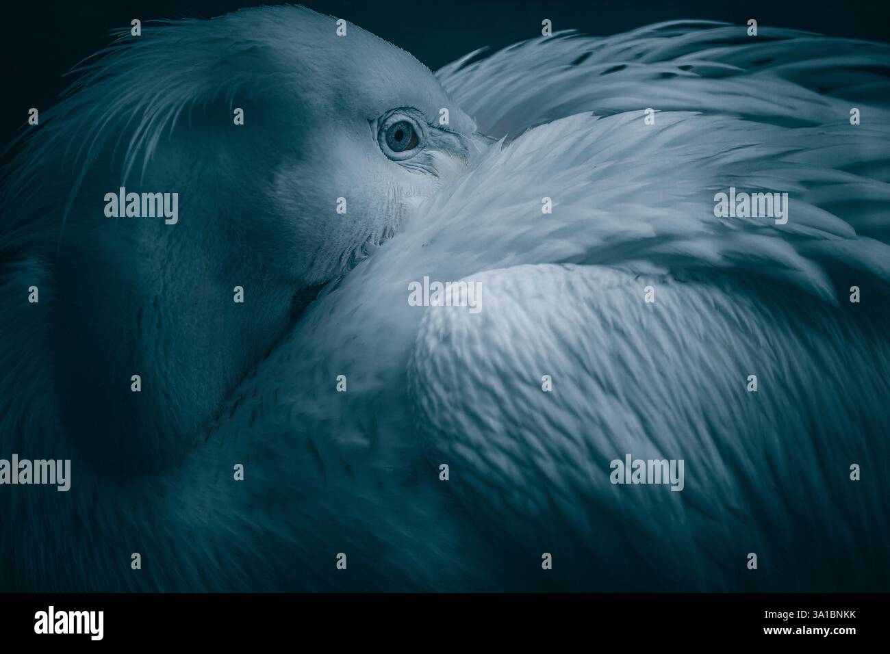 Pellicano bianco americano pellicano bianco americano, uccelli, uccelli acquatici, zone umide, natura, fauna selvatica, piume, becco grande, maestoso, volare, nuoto, lago, po Foto Stock