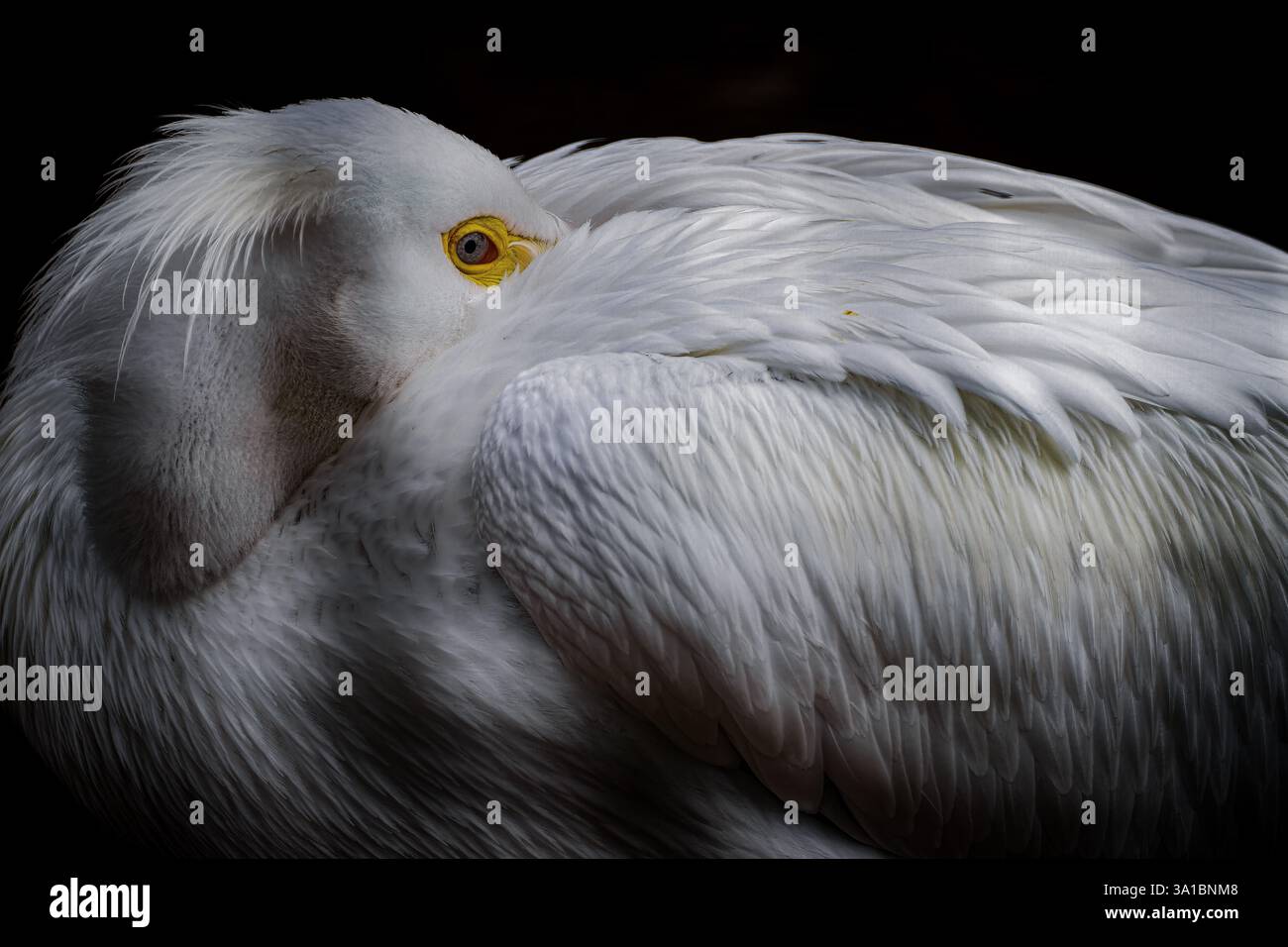 Pellicano bianco americano pellicano bianco americano, uccelli, uccelli acquatici, zone umide, natura, fauna selvatica, piume, becco grande, maestoso, volare, nuoto, lago, po Foto Stock