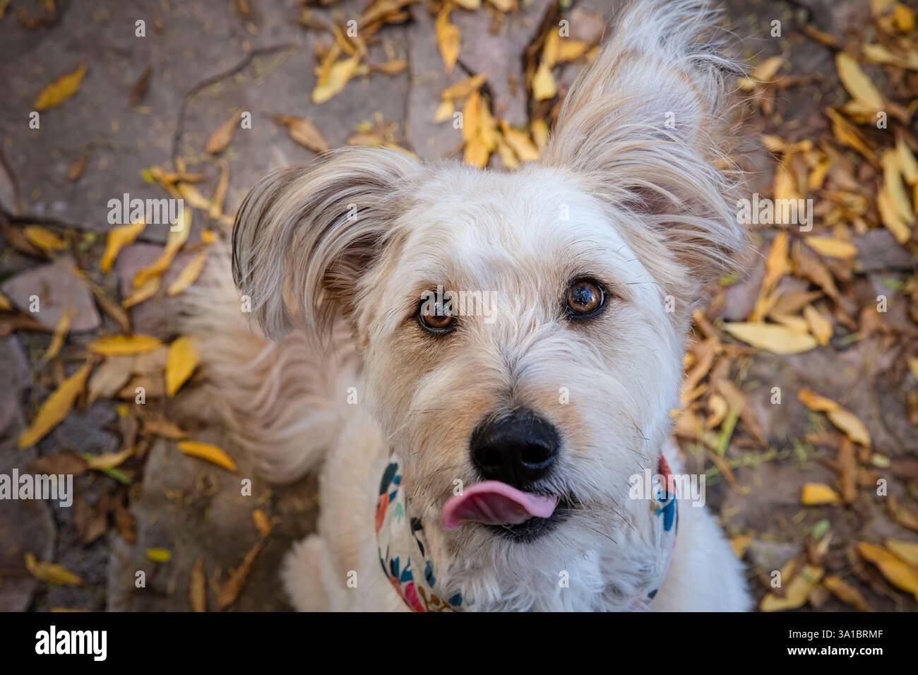Cane carino, mix di barboncini, guarda la macchina fotografica con la lingua fuori. Foto Stock