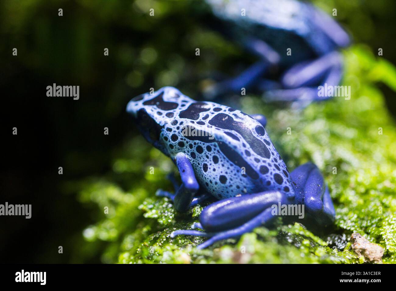 Rane velenose in blu allo zoo di Singapore Foto Stock