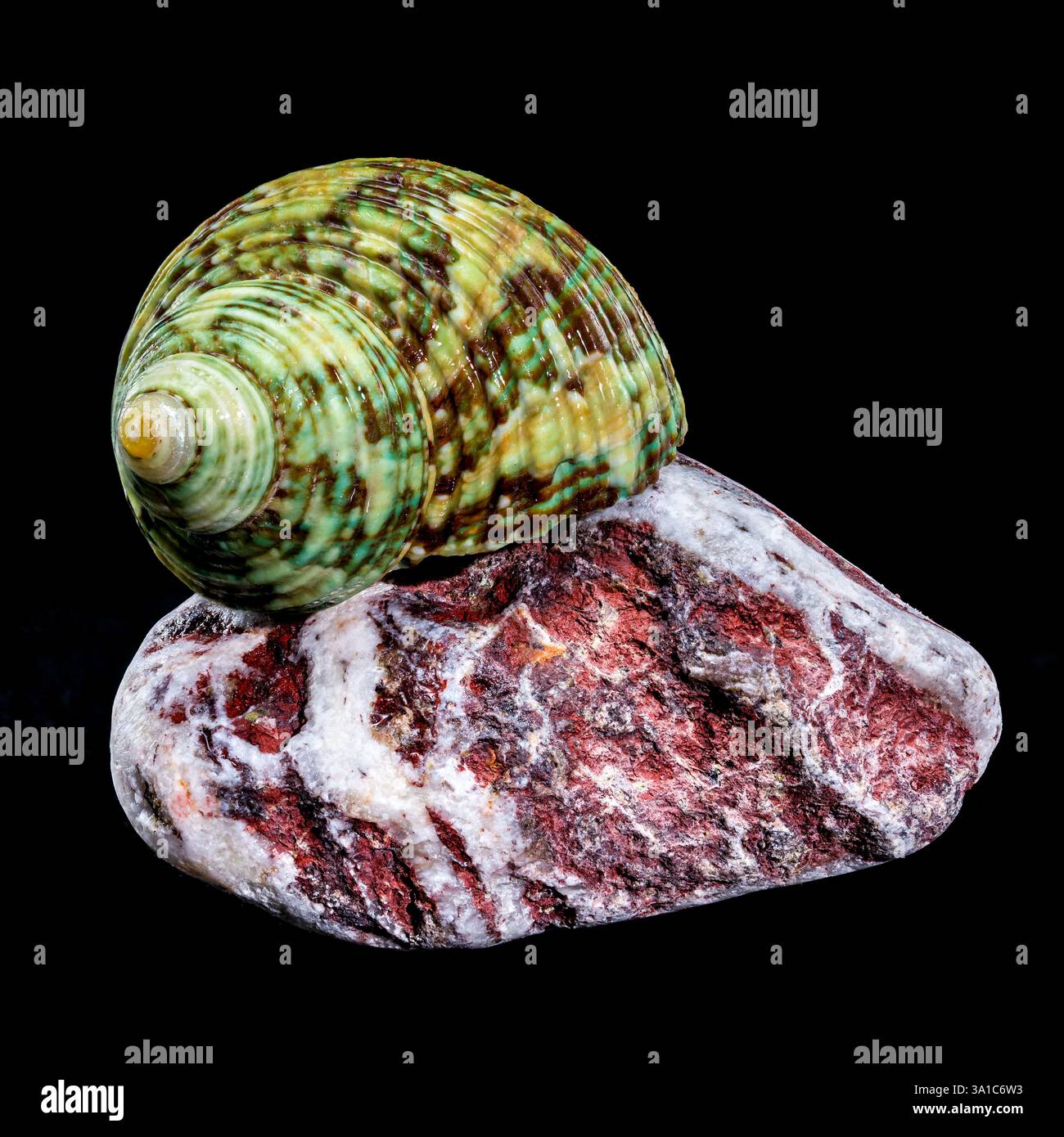 Guscio VERDE lucido Turbo Hermit CRAB Sea Shell con bande GIADA esposto su colorate pietre lucide su sfondo nero Foto Stock