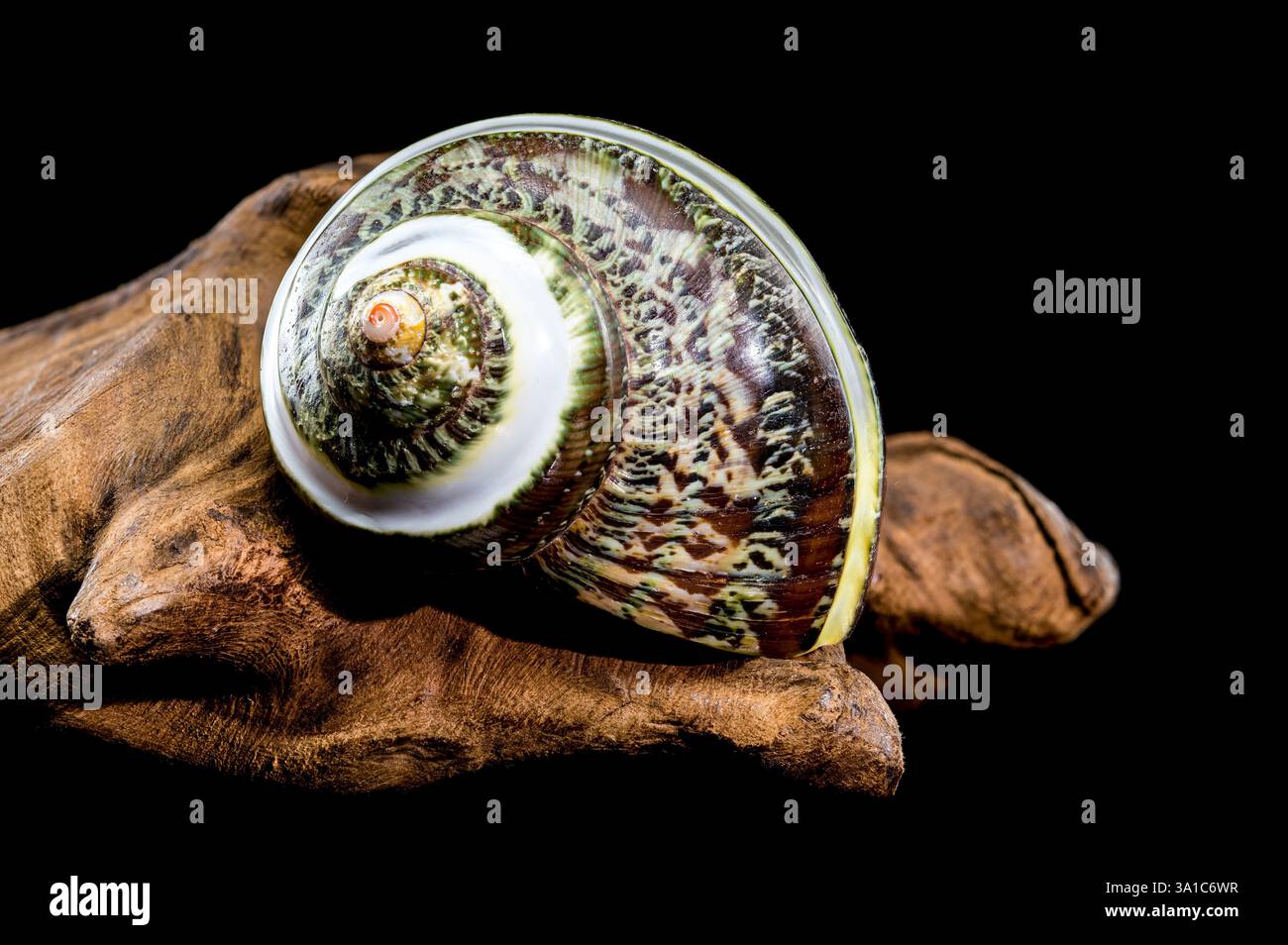 Guscio marino Turbo Hermit CRAB Sea Shell VERDE lucidato CON bande GIADA esposto su fondo nero Foto Stock