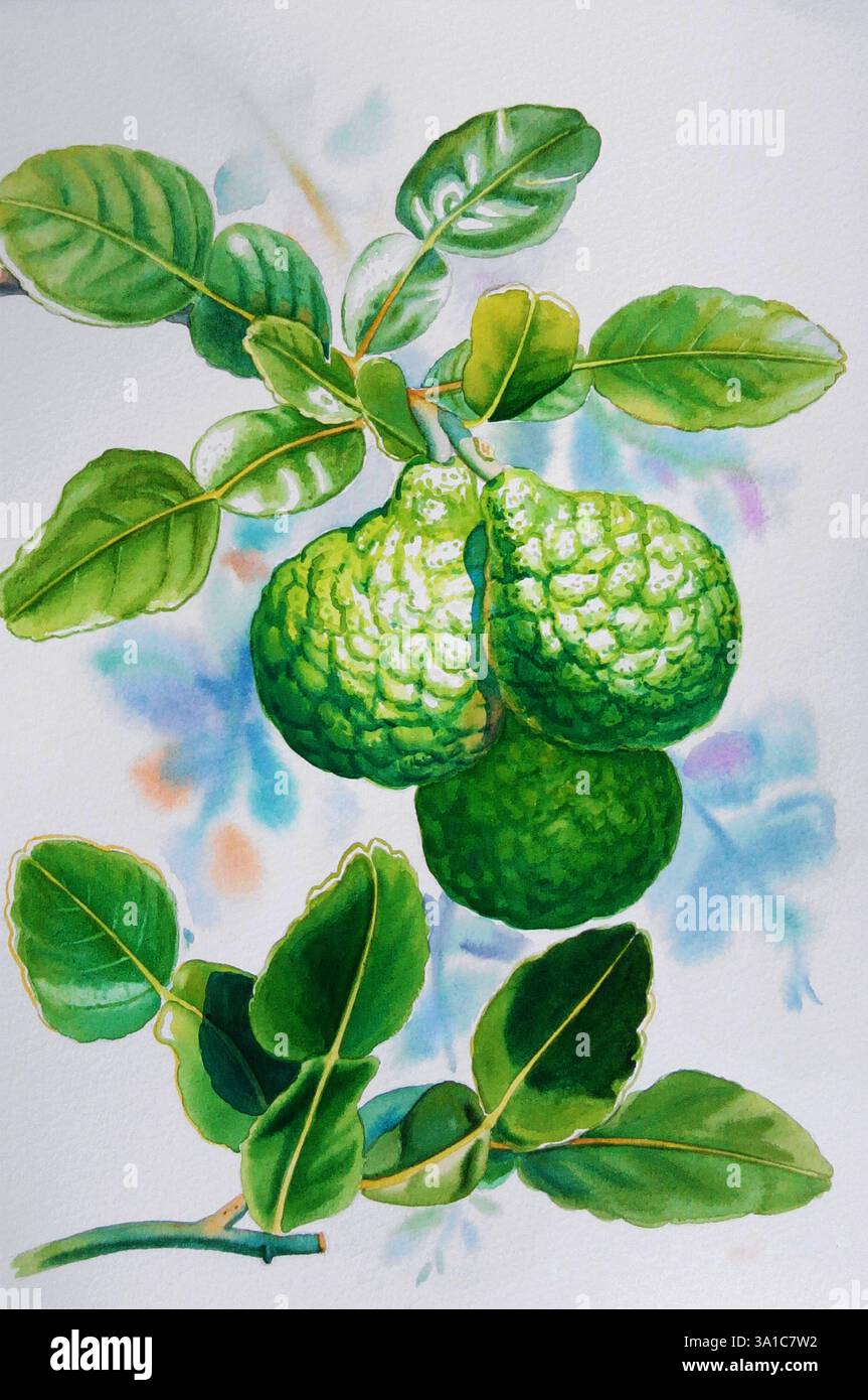 Pittura ad acquerello originale erba realistica di calce kaffir e foglie verdi su sfondo blu. Spazio di copia dell'illustrazione dipinta originale Foto Stock