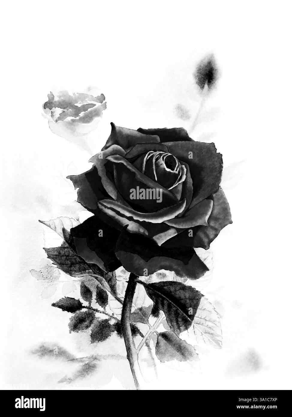 Acquerello originale dipinto realistico colore nero del fiore di rosa e emozione su sfondo bianco Foto Stock