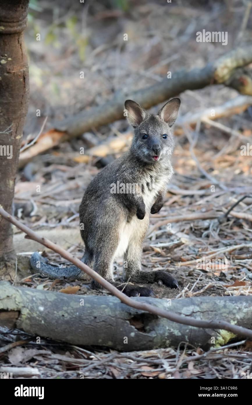 Bennett è Wallaby, Tasmania Foto Stock