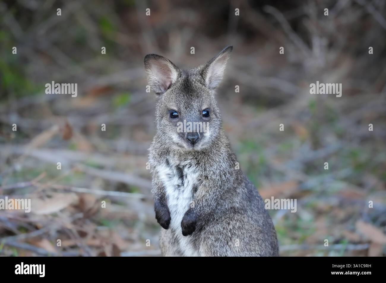 Bennett è Wallaby, Tasmania Foto Stock