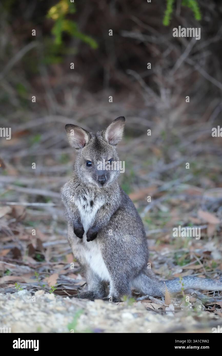 Bennett è Wallaby, Tasmania Foto Stock