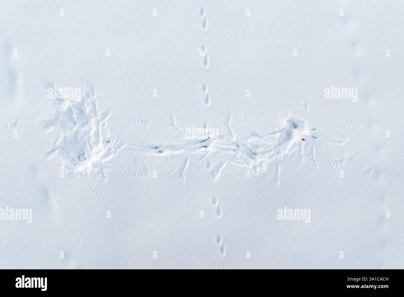 Grande gufo grigio (Strix nebulosa) ala e impronta del corpo nella neve dopo aver catturato la preda. Foto Stock