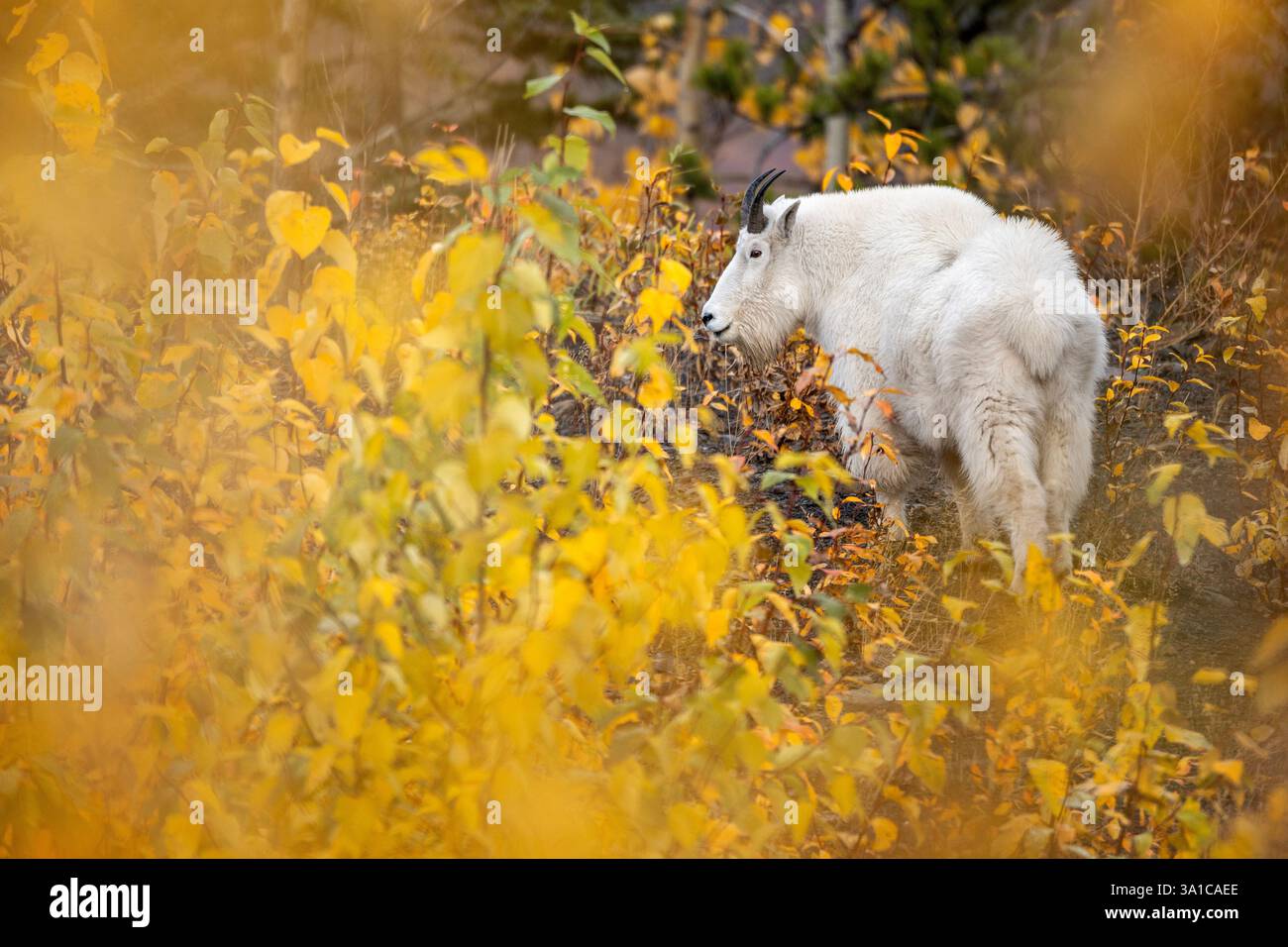 Capra di montagna (Oreamnos americanus) camminando attraverso il fogliame autunnale nel suo habitat alpino. Foto Stock