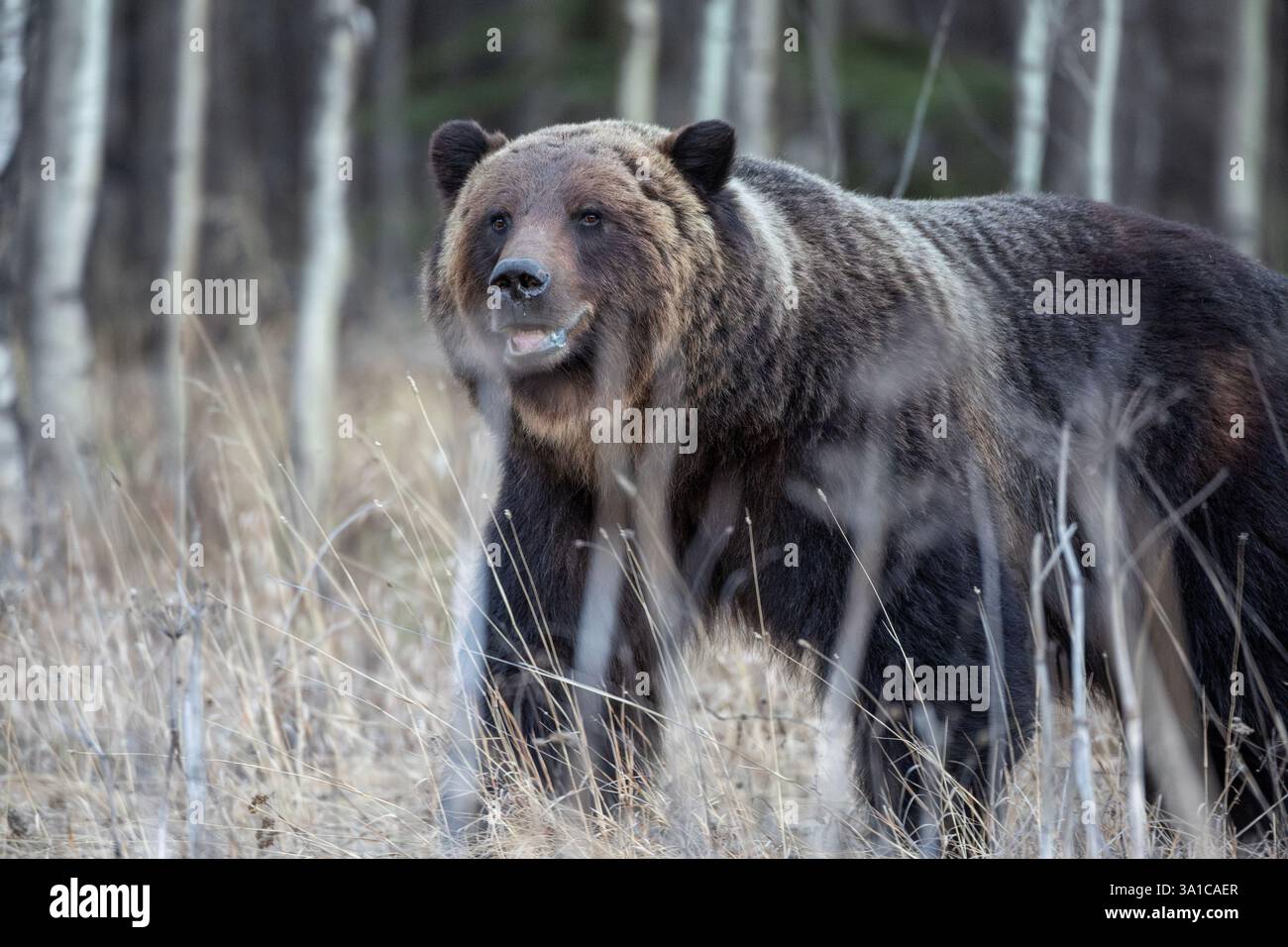 Orso grizzly (Ursus arctos horribilis) in allerta in una radura erbosa della foresta, osservando i suoi dintorni. Foto Stock
