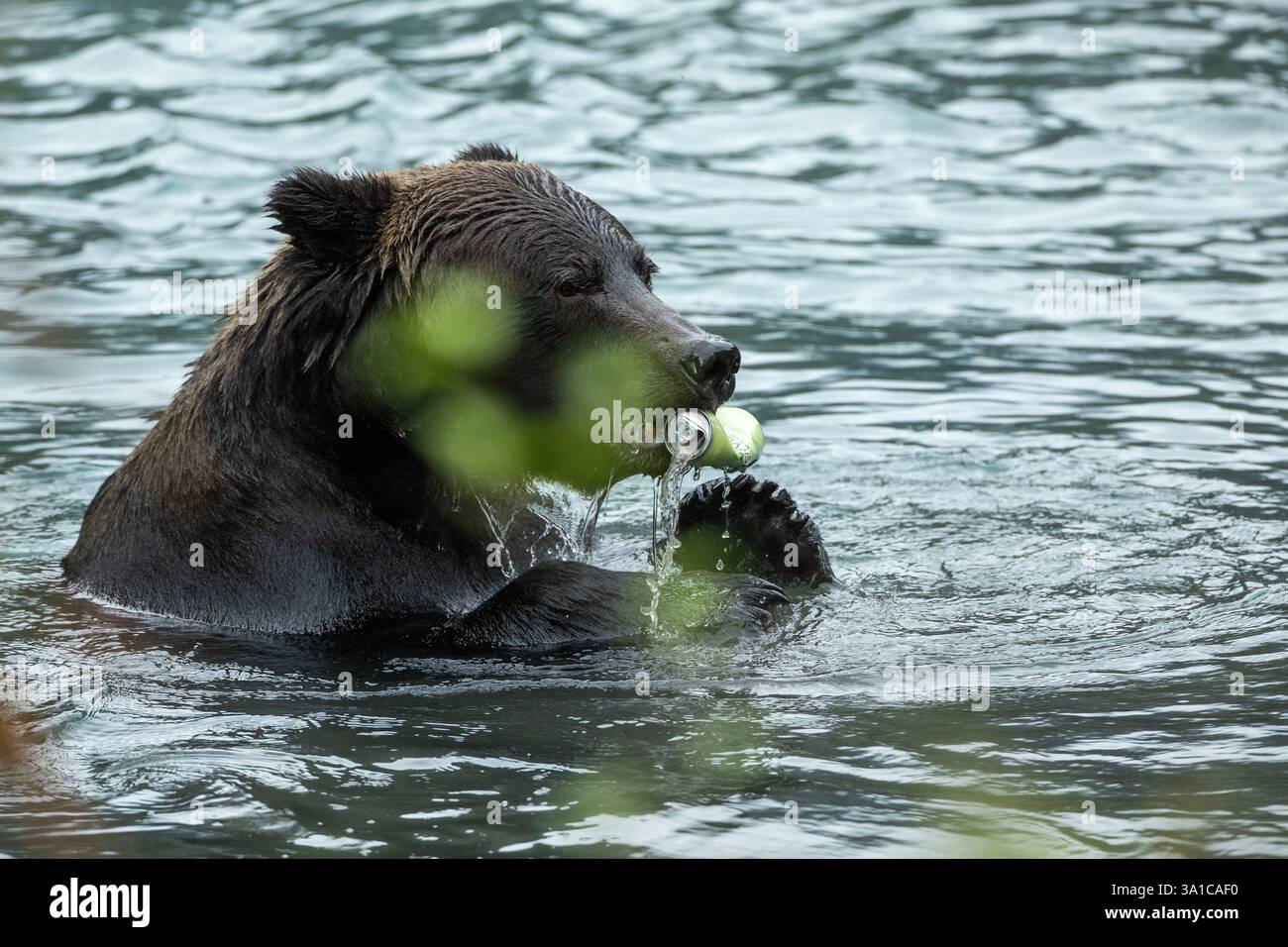 Orso grizzly (Ursus arctos horribilis) masticando un barattolo di alluminio scartato, evidenziando l'impatto umano sulla fauna selvatica. Foto Stock
