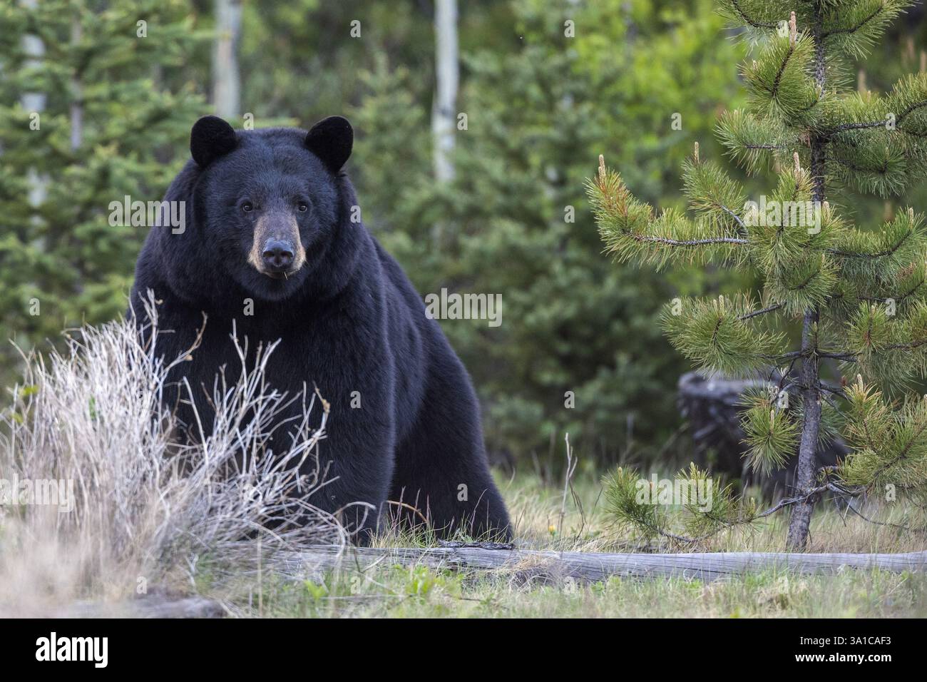 Orso nero americano (Ursus americanus) seduto in una radura della foresta, avvista e osserva i suoi dintorni. Foto Stock