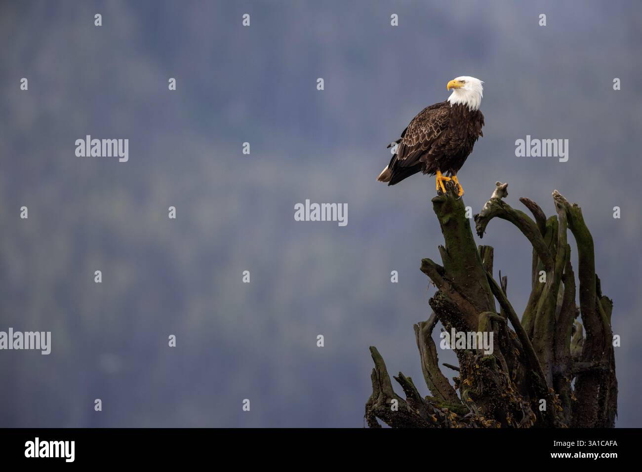 Aquila calva (Haliaeetus leucocephalus) arroccata su un albero maledetto, che ne sovrasta l'area circostante. Foto Stock