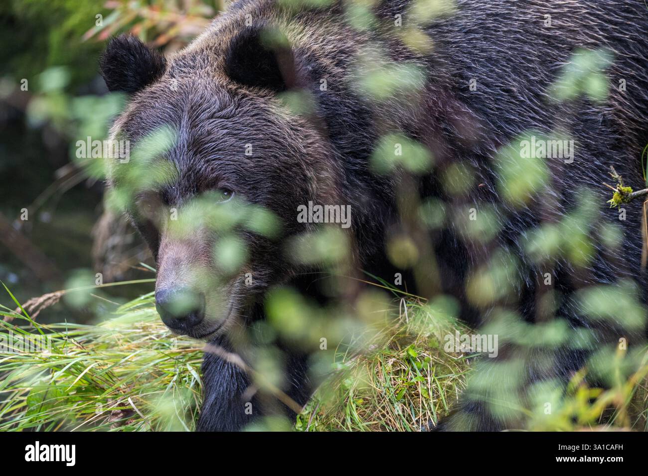 Orso grizzly (Ursus arctos horribilis) parzialmente nascosto dal fogliame nel suo habitat forestale naturale. Foto Stock