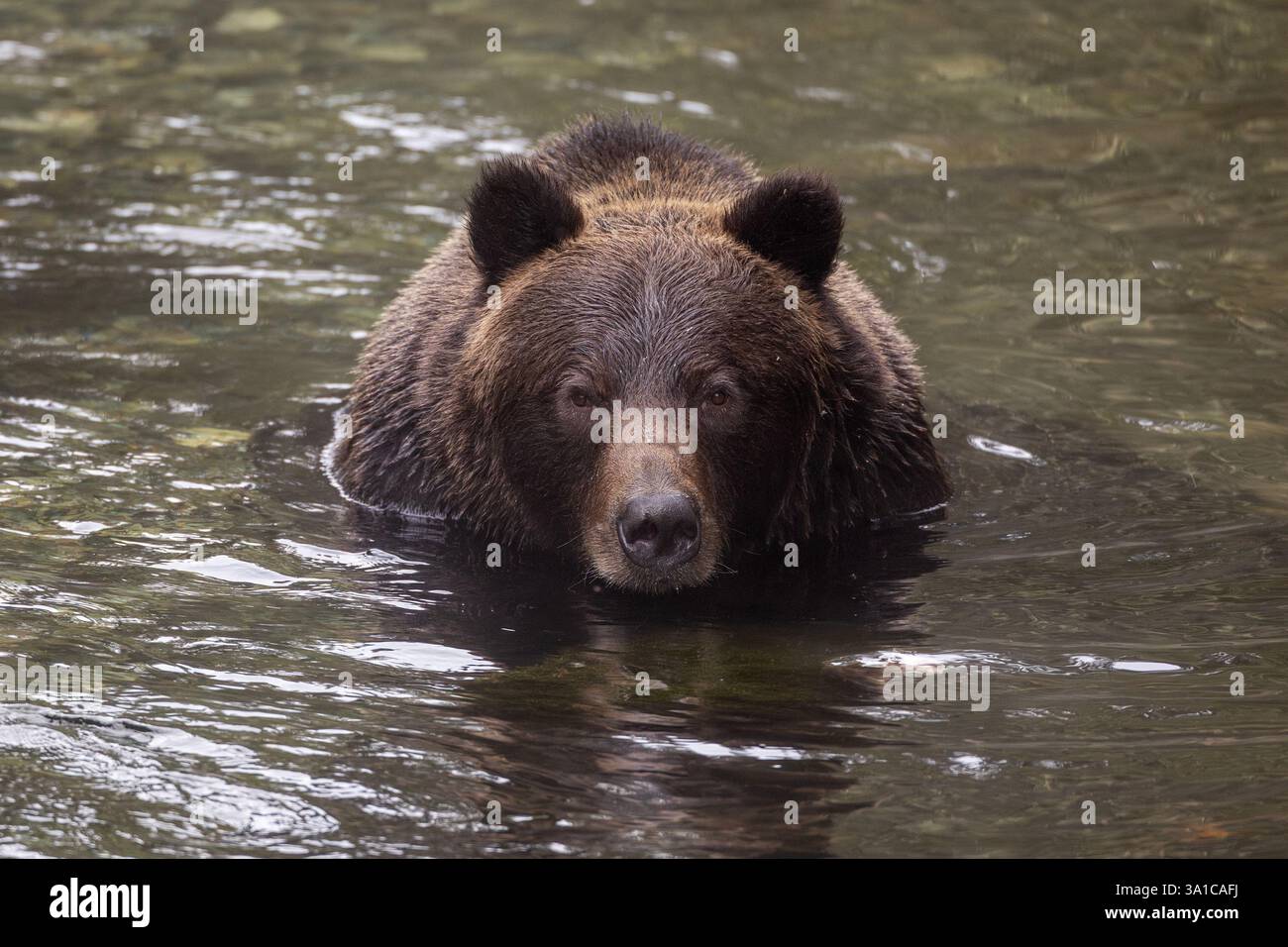Orso grizzly (Ursus arctos horribilis) che attraversa un fiume, concentrato e vigile nel suo habitat naturale. Foto Stock