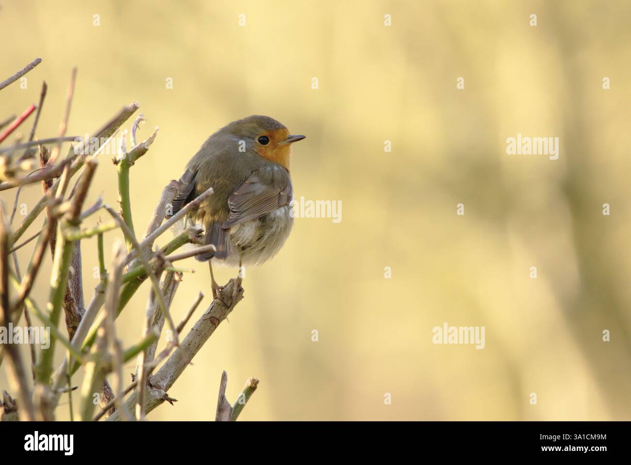 Robin in una siepe Foto Stock