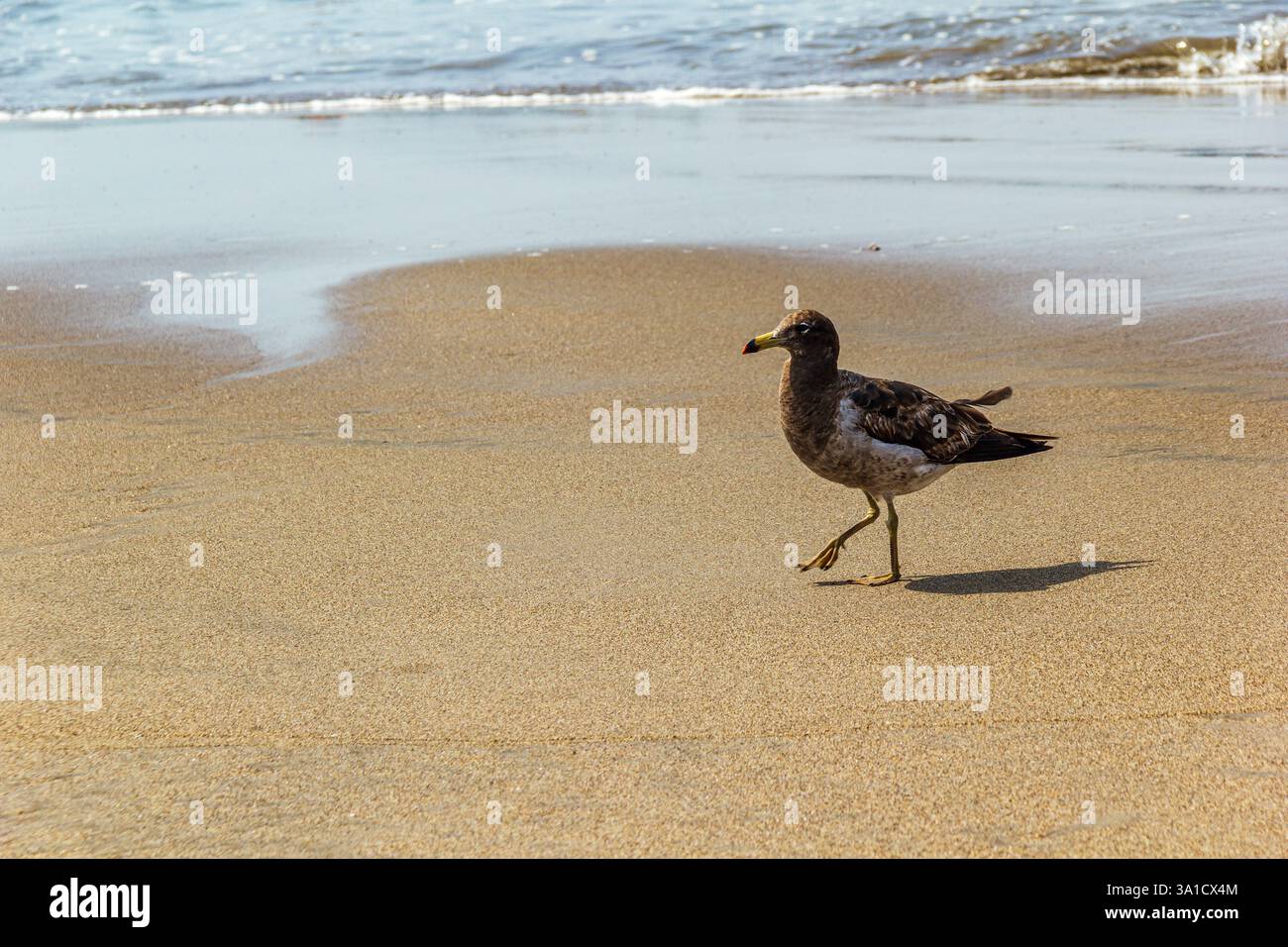 Gabbiano a riva, Fishermen's Beach, Chorrillos - Lima, Perù Foto Stock