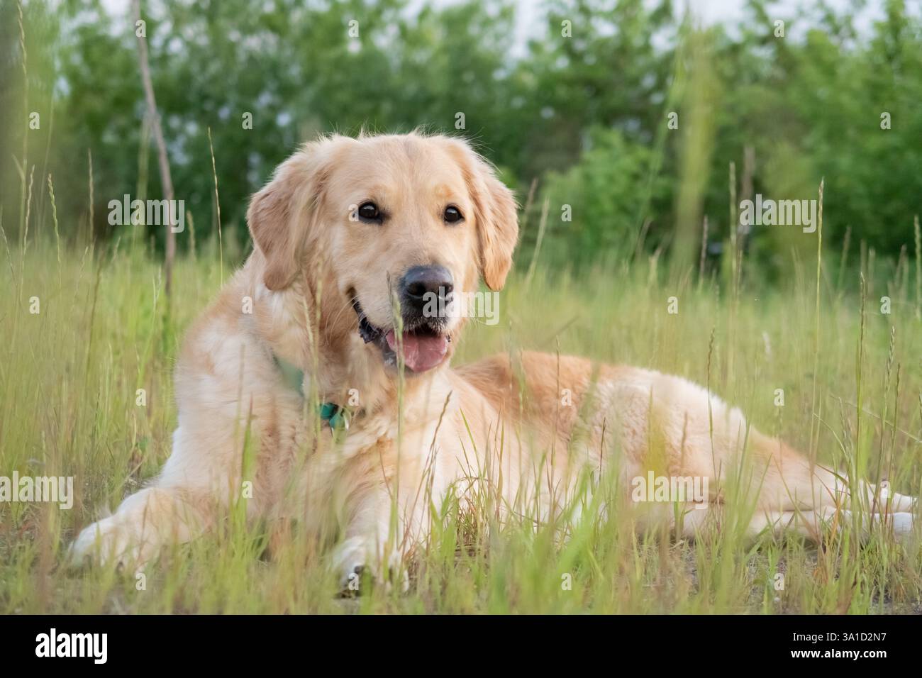 Un cane Golden retriever giace in un lussureggiante campo verde, godendosi il sole e l'ambiente sereno. Foto Stock
