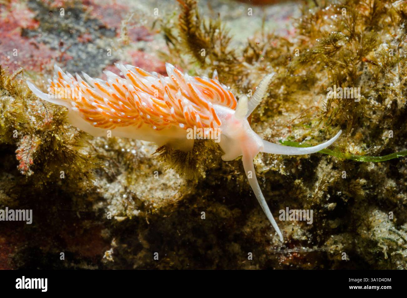 Boston Facelinid Sea Slug (Facelina bostoniensis), Facelinidae. Sussex, Regno Unito Foto Stock