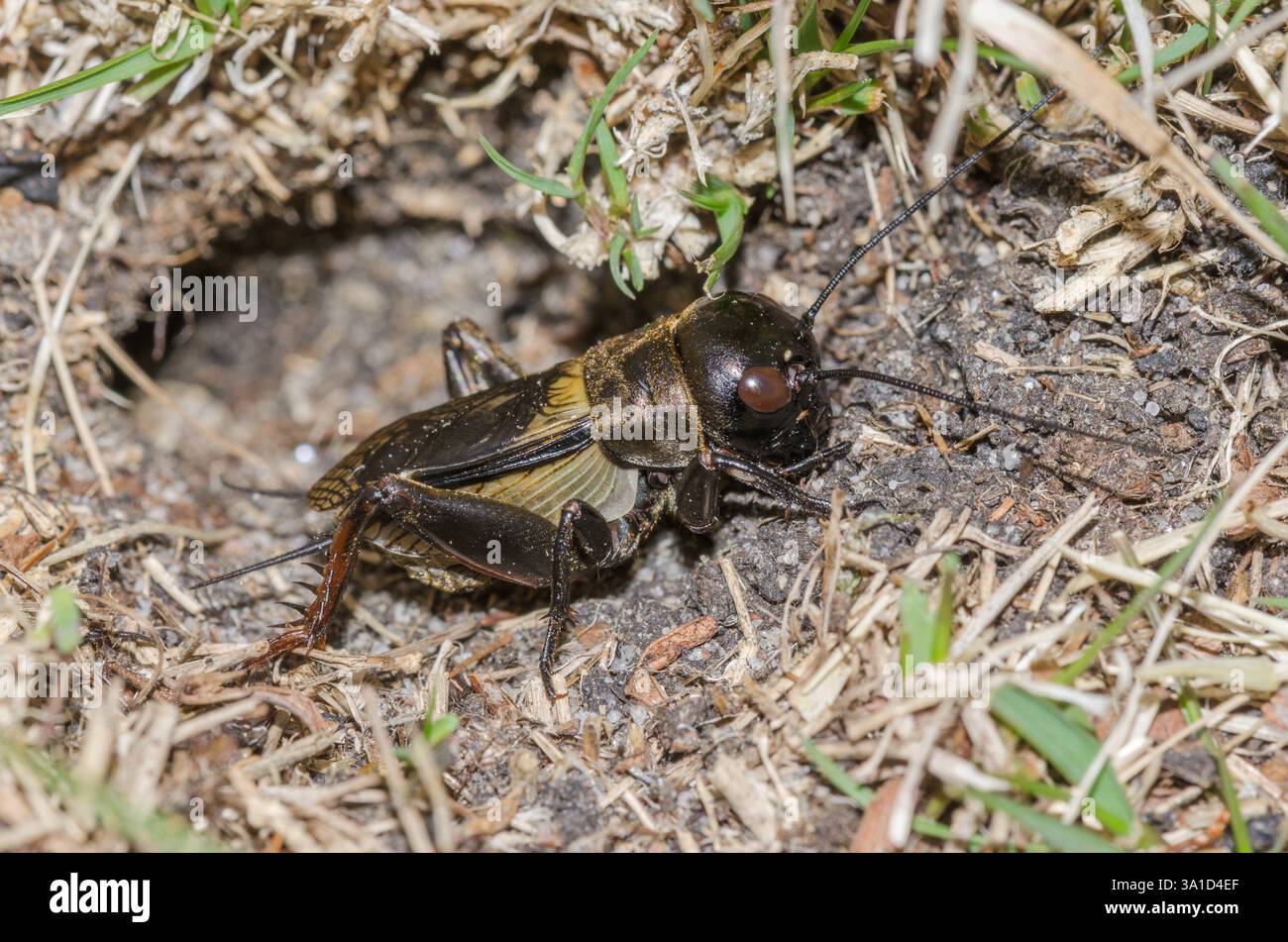 British Field Cricket (Gryllus campestris) - adulti: Uomo all'ingresso della tana. Gryllidae. Sussex, Regno Unito Foto Stock