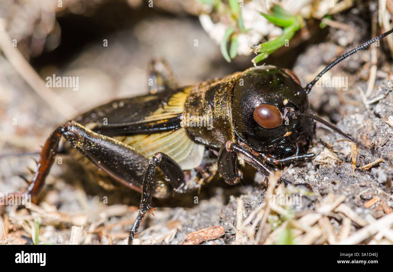 British Field Cricket (Gryllus campestris) - adulti: Uomo all'ingresso della tana. Gryllidae. Sussex, Regno Unito Foto Stock