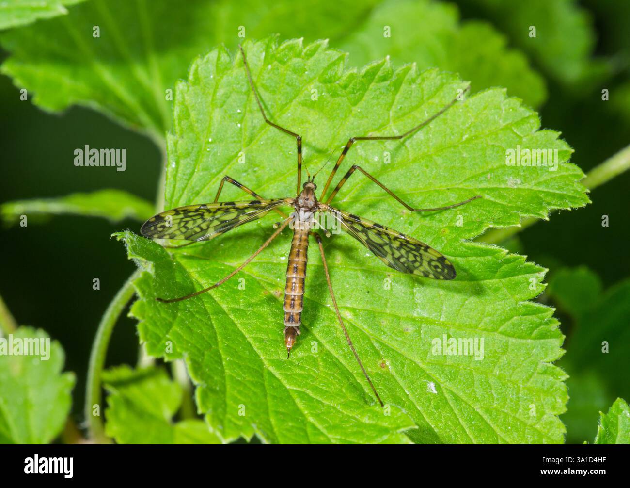 Immagine femminile Cranefly alato (Epiphragma ocellare), Limoniidae. Sussex, Regno Unito Foto Stock