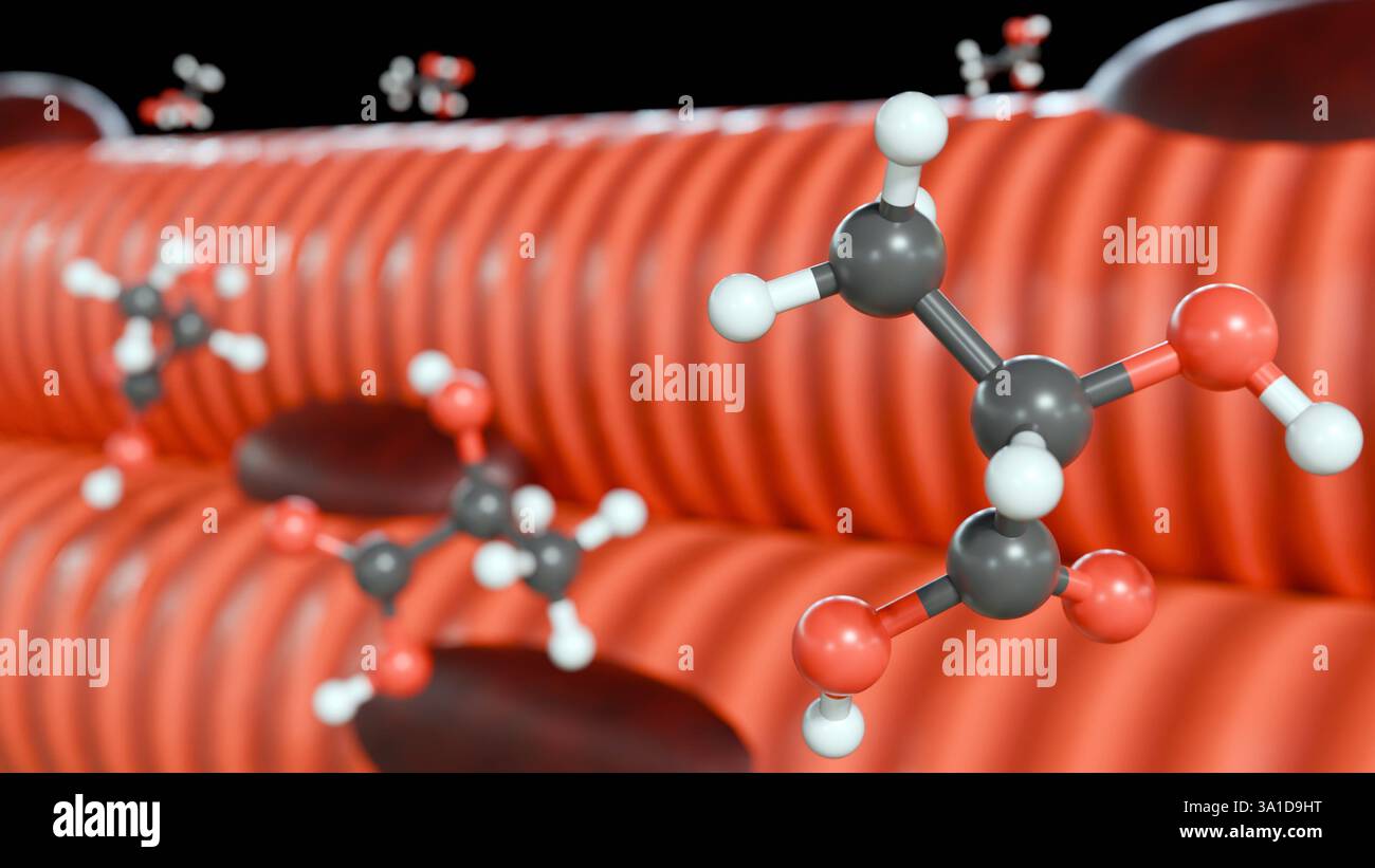 rendering 3d di molecole di acido lattico e muscolo scheletrico. L'accumulo di acido lattico nel tessuto muscolare. Foto Stock
