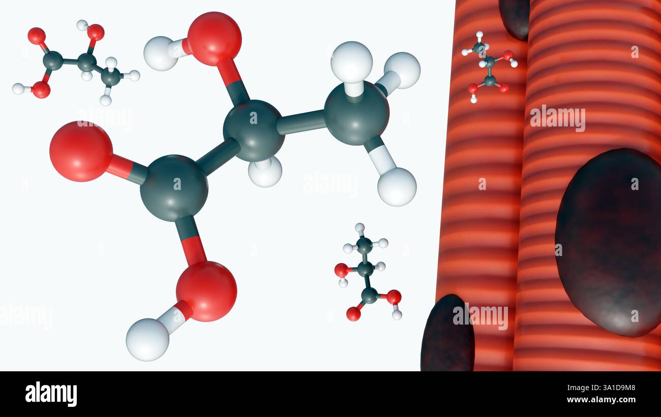 rendering 3d di molecole di acido lattico e muscolo scheletrico. L'accumulo di acido lattico nel tessuto muscolare. Foto Stock