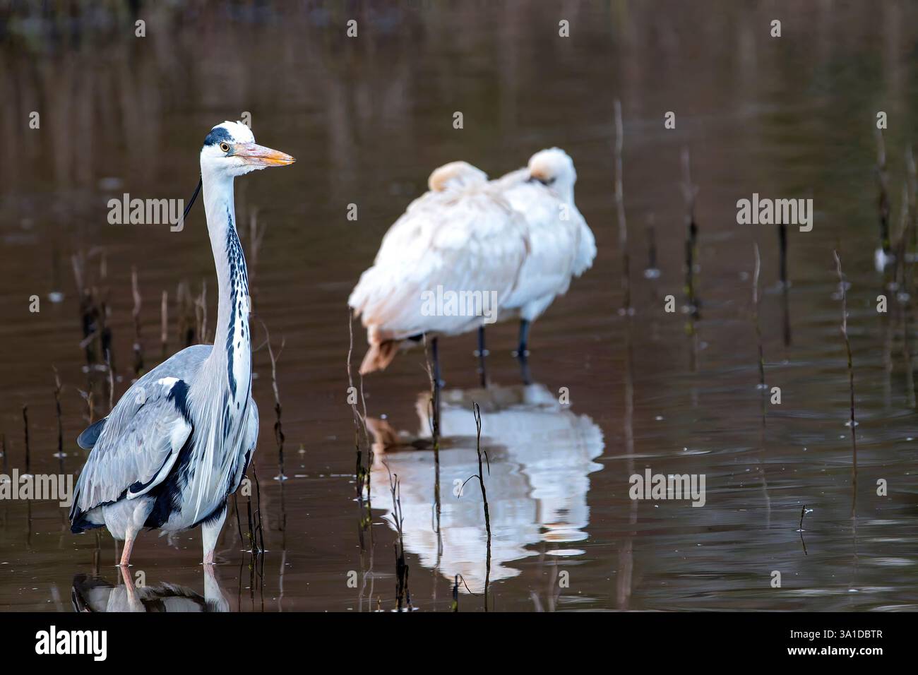 Gray Heron nel fiume che guarda i pesci. Spagna. Foto Stock