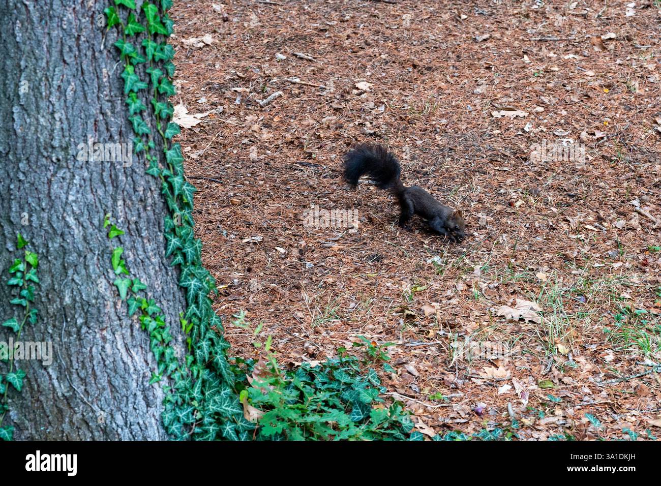 Parco giochi dello Squirrel Foto Stock