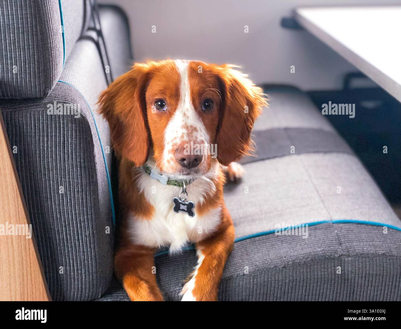 Un simpatico cane marrone seduto in macchina - Immagine stock catturata con smartphone