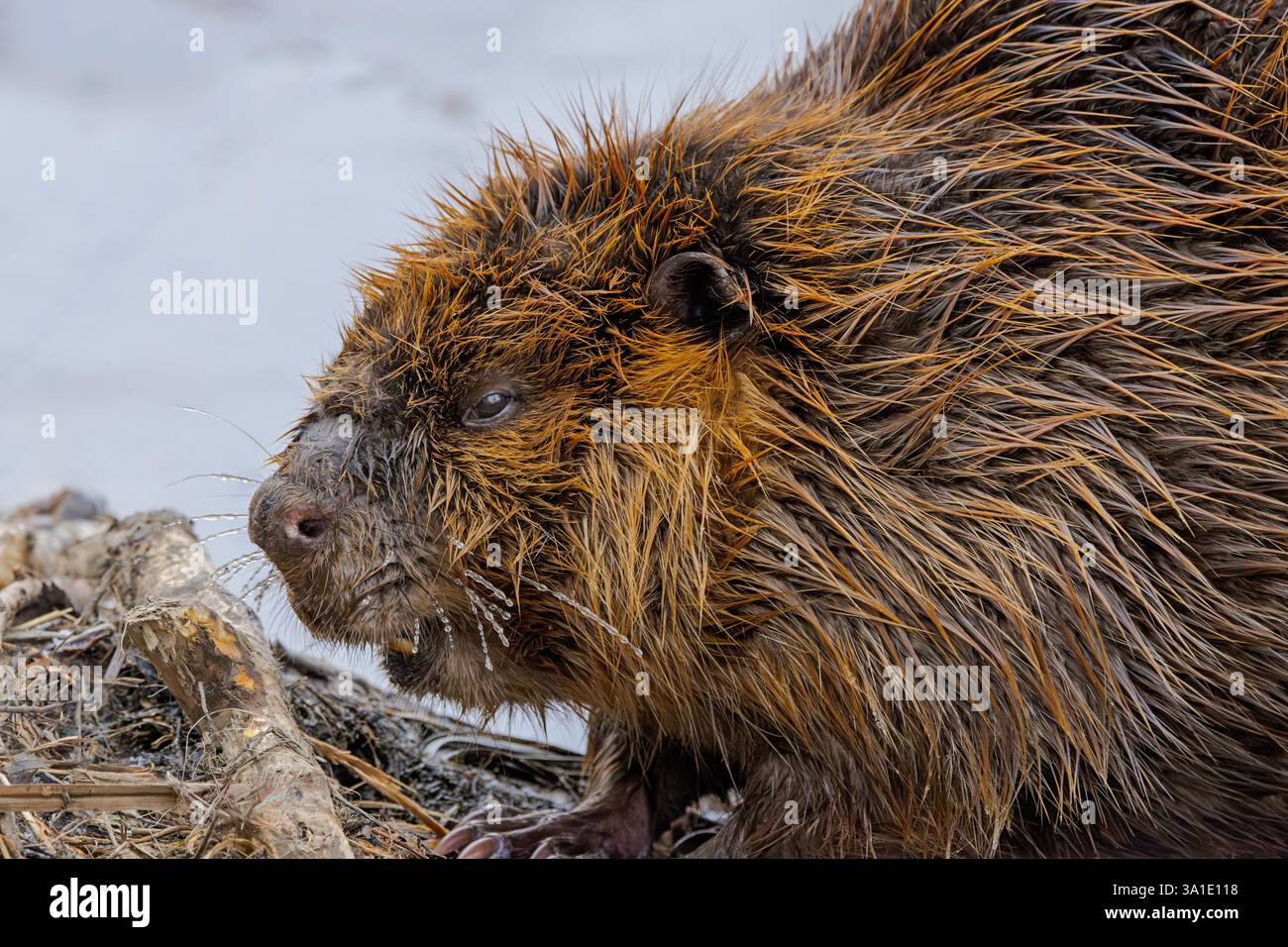 La sua ghiacciata è ricoperta di whisker, un castoro bagnato masticava rami sulla riva di un lago ghiacciato. Foto Stock