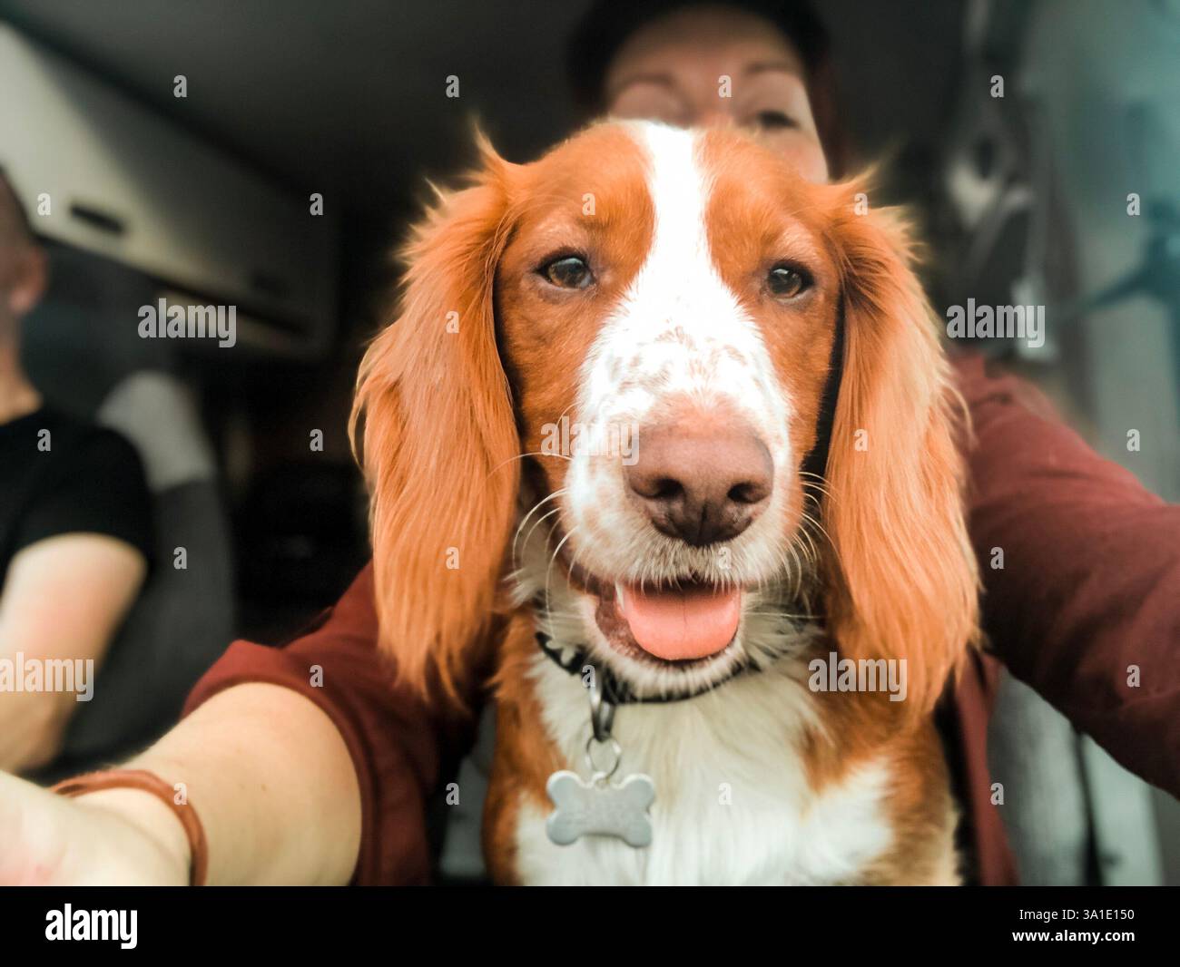 Un simpatico cane marrone seduto in macchina - Immagine stock catturata con smartphone