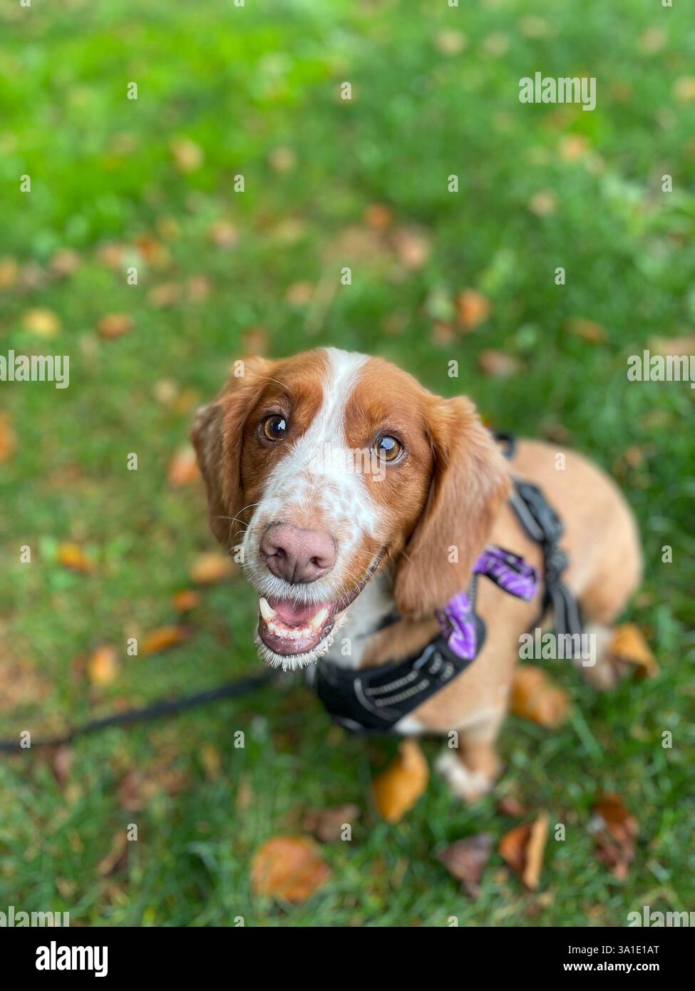 Adorabile cane domestico con adorabile ritratto fedele di animali domestici di espressione - Immagine stock catturata con smartphone