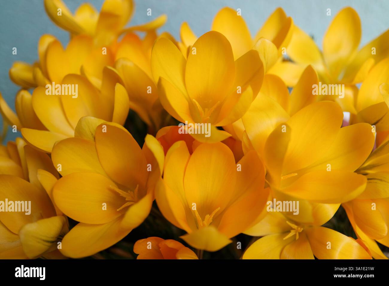Croci gialli con petali e stami morbidi, croci gialli in fiore nel giardino, fiori di primavera macro, bellezza in natura, fot floreale Foto Stock